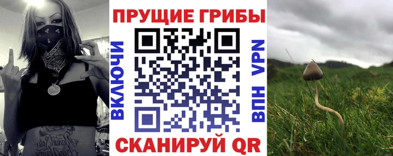 дарнет шоп  Дмитриев  Псилоцибиновые грибы Psilocybe 